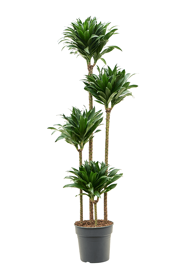 Dracena Fragrans Compacta