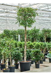 Ficus Binnendijkii Amstel King