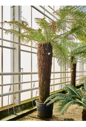 Dicksonia Antarctica