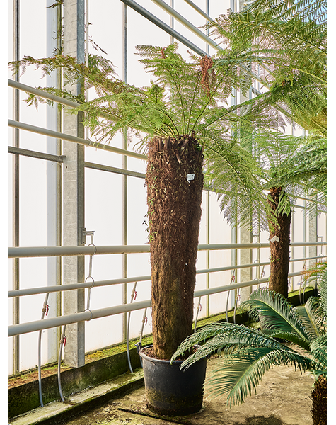 Dicksonia