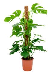 Monstera Deliciosa
