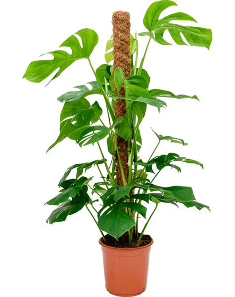Monstera