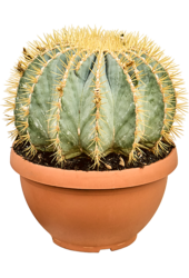 Ferocactus Glaucescens