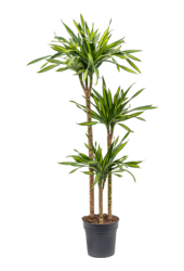 Dracena Fragrans Riki
