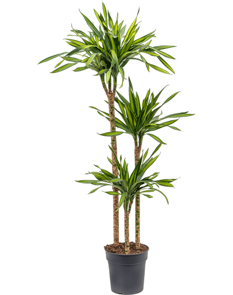 Dracena