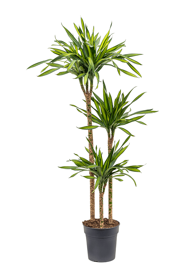 Dracena Fragrans Riki