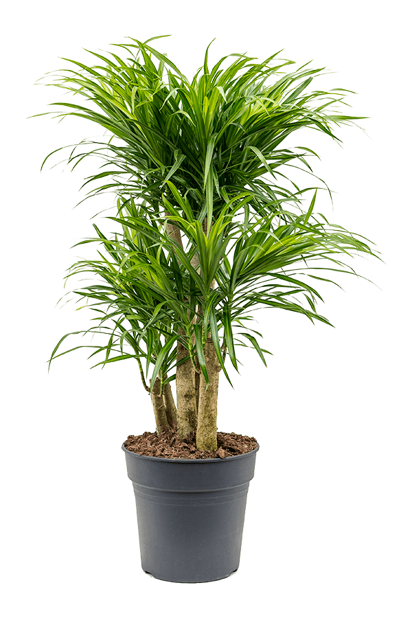 Pleomele (Dracaena) Anita Variegata