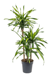 Dracaena Fragrans Riki