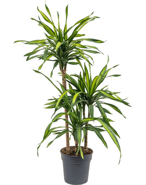 Dracaena