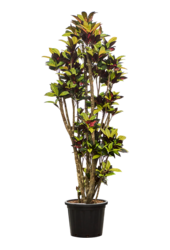Kroton (Codiaeum) Variegatum Mrs. Iceton