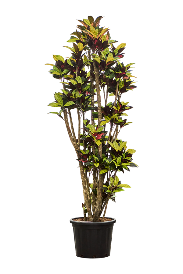 Kroton (Codiaeum) Variegatum Mrs. Iceton
