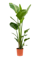Strelicja Nicolai