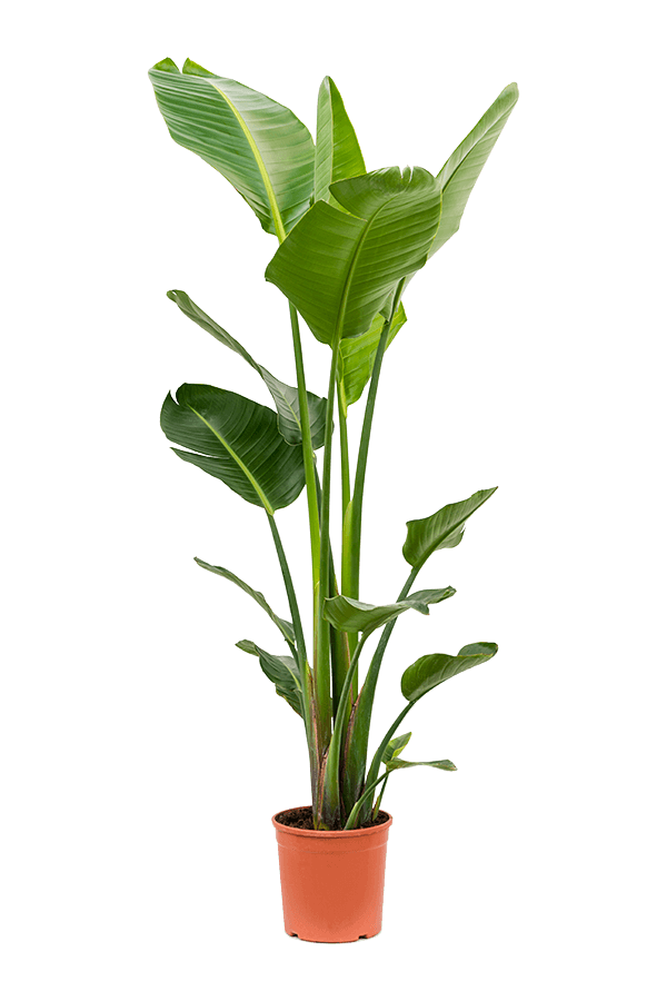 Strelicja Nicolai
