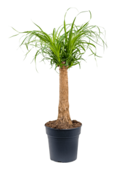 Beaucarnea Recurvata