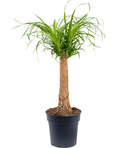 Beaucarnea