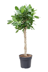 Fikus Benghalensis Audrey