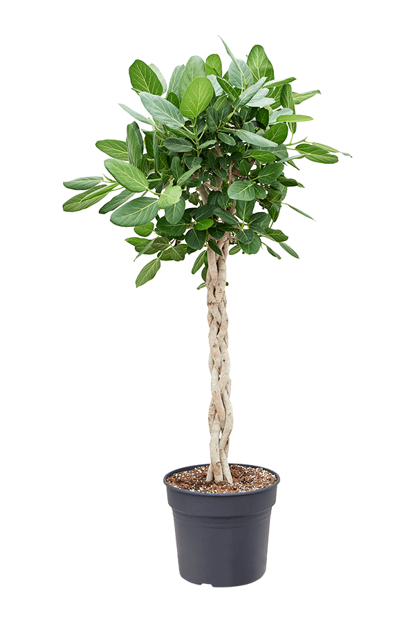 Fikus Benghalensis Audrey