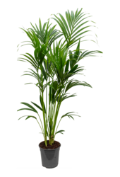 Kentia (Howea) Forsteriana