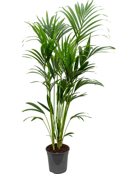 Kentia