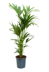 Kentia (Howea) Forsteriana