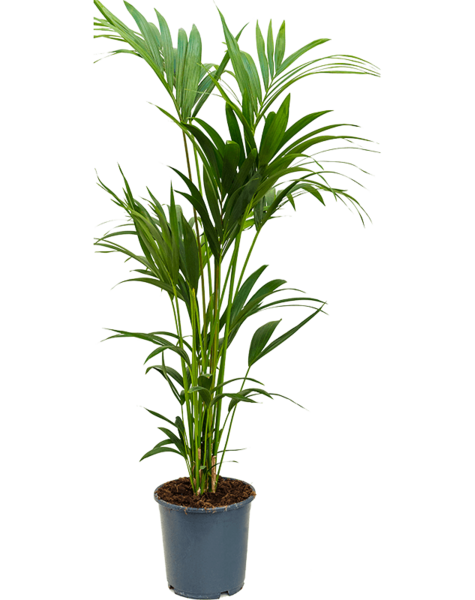 Kentia