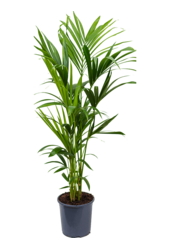 Kentia (Howea) Forsteriana