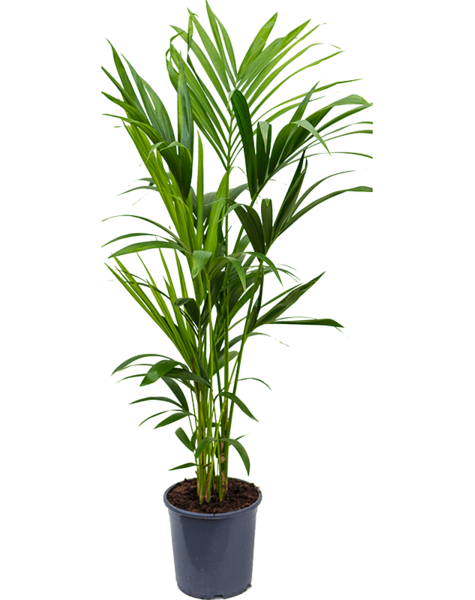 Kentia