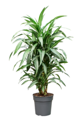 Dracaena Fragrans Ulises