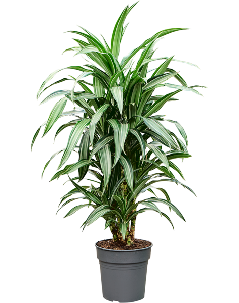 Dracaena