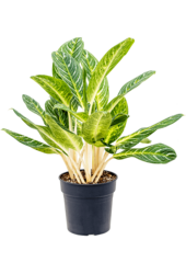 Aglaonema Key Lime