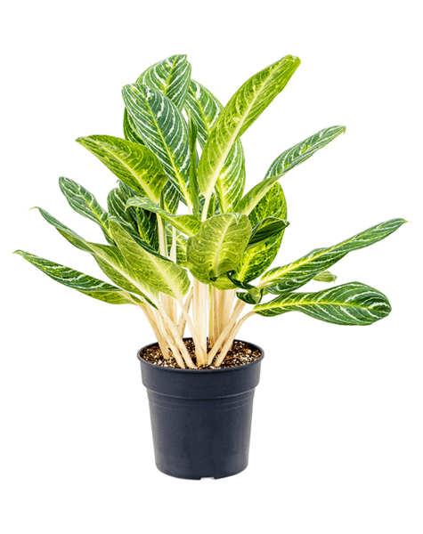 Aglaonema