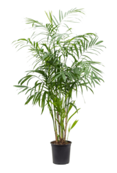 Chamaedorea Seifrizii