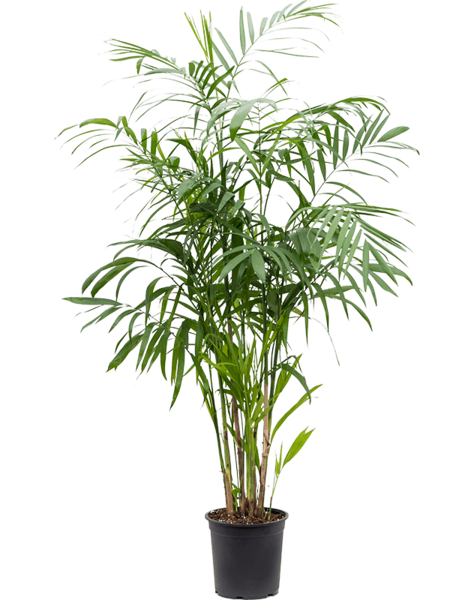 Chamaedorea