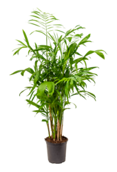Chamaedorea Seifrizii