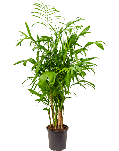 Chamaedorea