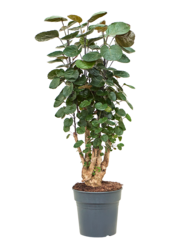 Aralia (Polyscias) Fabian