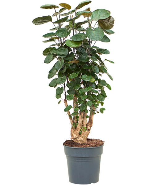 Aralia