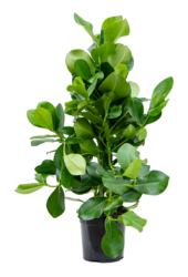 Clusia Rosea