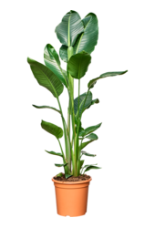 Strelicja Nicolai