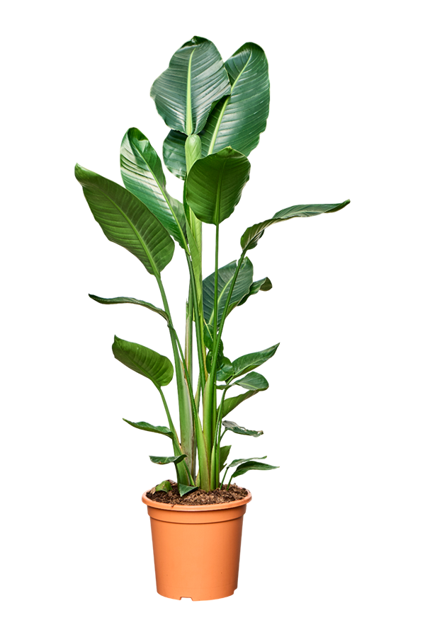 Strelicja Nicolai