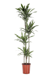 Dracaena Deremensis Warneckei