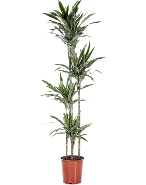 Dracaena