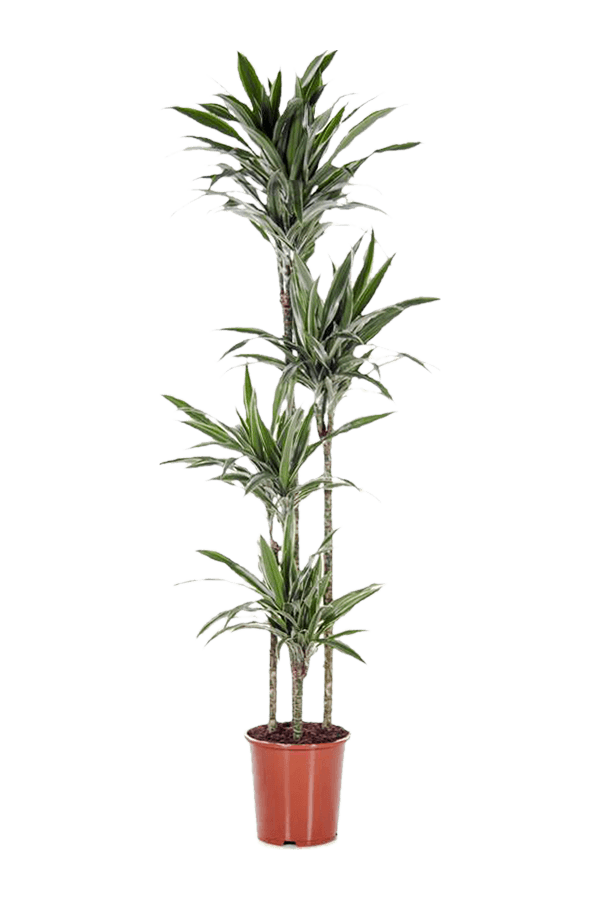Dracaena Deremensis Warneckei
