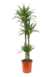 Dracena Deremensis Warneckei