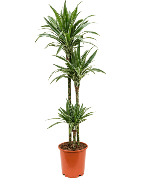 Dracena