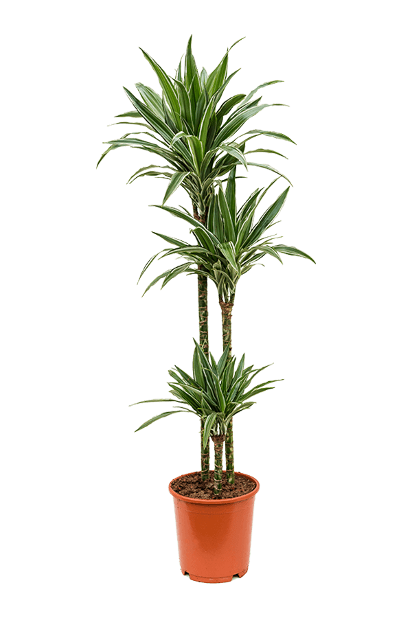 Dracena Deremensis Warneckei