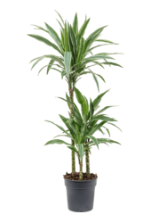 Dracena Deremensis Warneckei