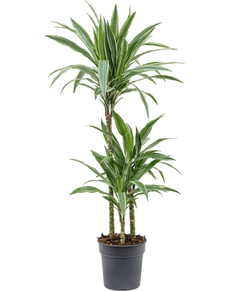 Dracena