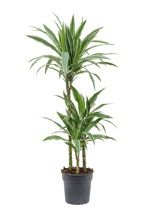 Dracena Deremensis Warneckei