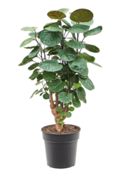 Aralia (Polyscias) Fabian